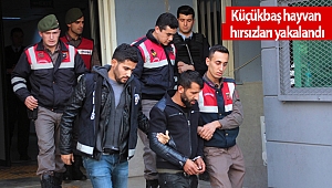 Küçükbaş hayvan hırsızları yakalandı 
