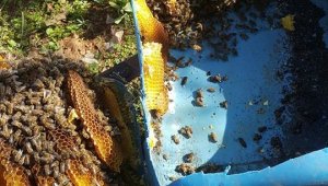Ormana mantar aramaya gitti, bal yapmış arı oğulu buldu
