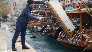 Yat limanını mesken tutan Akdeniz foku, balıkçıların maskotu oldu