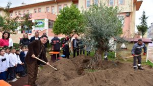 Anaokulu bahçesine asırlık zeytin ağacı