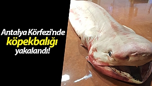 Antalya'da balıkçıların ağına canavar takıldı