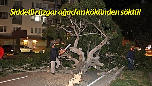 Antalya'da şiddetli rüzgar ağaçları kökünden söktü! (Videolu)