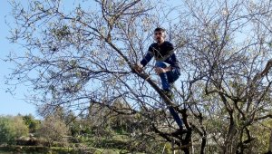 Aşeren karısı için Ocak ayında dalında çağla topladı