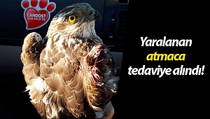 Ateşli silahla yaralanan atmaca tedaviye alındı!
