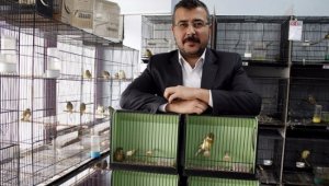 Avukat Çetin'in Kanaryaları dünya birincisi