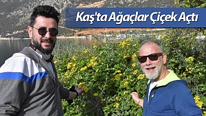 Kaş'ta Ağaçlar Çiçek Açtı