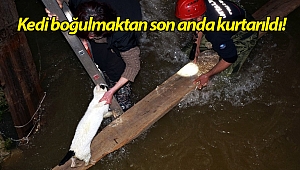 Kedi boğulmaktan son anda kurtarıldı!
