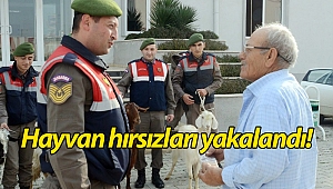 Antalya'da küçükbaş hayvan hırsızları yakalandı!