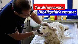 Büyükşehir Belediyesi Hayvan ambulansı 724 hizmette