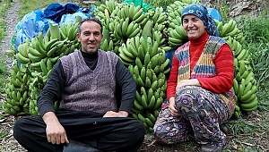 Muzda rekor fiyat üreticinin yüzünü güldürdü