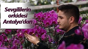Sevgililerin orkidesi Antalya'dan
