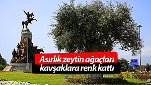 Antalya'yı barışın simgesi zeytin ağaçları süslüyor