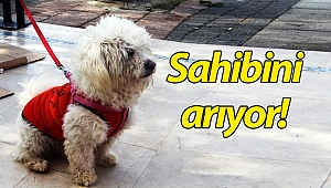 Minik terrier cinsi köpeğin sahibi aranıyor!