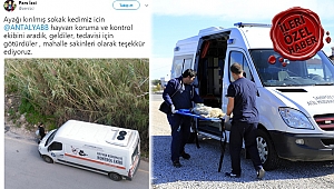 Yaralı kediye anında müdahale