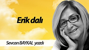  Erik dalı