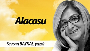  Alacasu