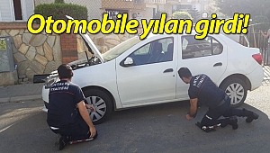 Alanya'da yılan paniği!