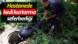 Antalya'da hastanede kedi kurtarma seferberliği!