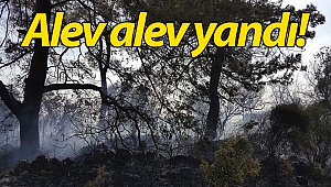Antalya orman yangını seralara sıçramadan söndürüldü! (Videolu)