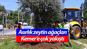 Asırlık zeytin ağaçları Kemer’e çok yakıştı