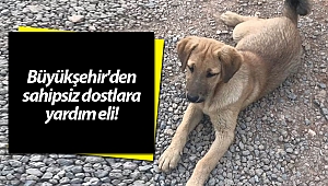 Kulağı kesilen köpeklere Büyükşehir'den yardım eli