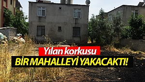 Yılan korkusu bir mahalleyi yakacaktı!