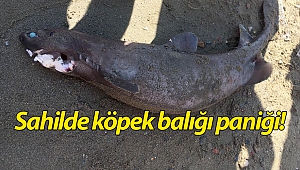 Sahilde köpek balığı paniği