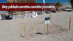 Antalya'da beş yıldızlı caretta caretta yuvaları