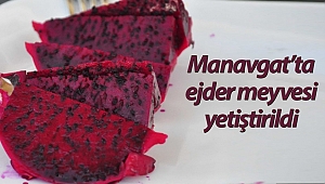 Ejder meyvesi pitaya Manavgat'ta yetiştirildi