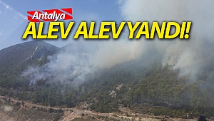 Alanya'da orman yangını! (Videolu)