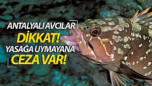 Bu balığı tutan, satan, alan, yiyen yandı!
