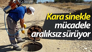 Büyükşehir’de karasinek alarmı