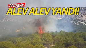 Hırsızların yaktığı kablolar 10 dönüm alanı küle çevirdi!