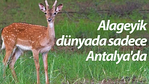 Nesli tehlike altındaki alageyikler görüntülendi