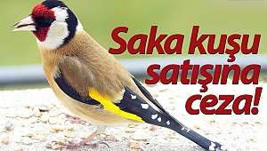 O kuşu satmak isteyene ceza yağıyor!
