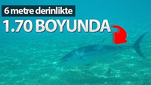 Antalya'da aslan balığı ve orkinos görüntülendi
