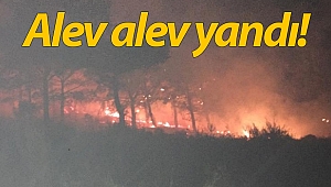 Manavgat'ta orman yangını!