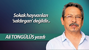 Sokak hayvanları ‘saldırgan’ değildir..