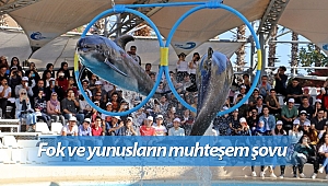 Antalya'da fok ve yunusların muhteşem şovu