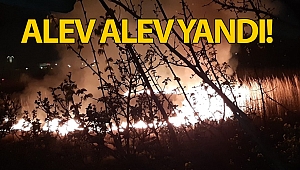 Antalya'da sazlık yangını!