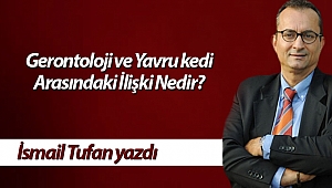 Gerontoloji ve Yavru kedi Arasındaki İlişki Nedir?