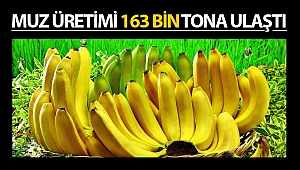 Muz üretimi 163 bin tona ulaştı