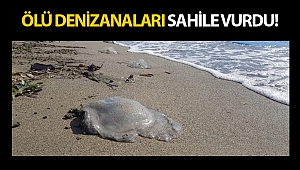 Ölü denizanaları sahile vurdu!