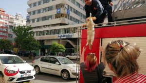Genç kadın kedisi için ağladı