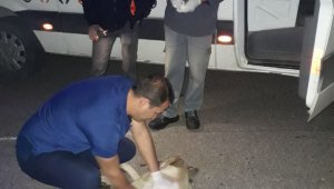 Otomobilin çarptığı sokak köpeğine kalp masajı