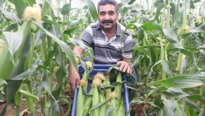 Antalyalı çiftçi serasında ezber bozdu