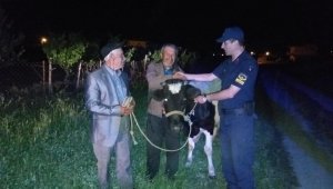 Arkadaşlarıyla beraber babasının ineğini çaldı