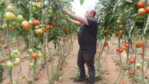 Domates fiyatları uzun aradan sonra üreticisini güldürdü