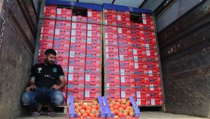 Domates üreticisini kışın sevindirdi, yazın üzüyor