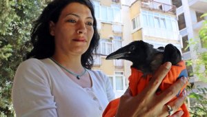 Uçmayı yeni öğrenen yavru karga, kedilere yem olmaktan kurtarıldı